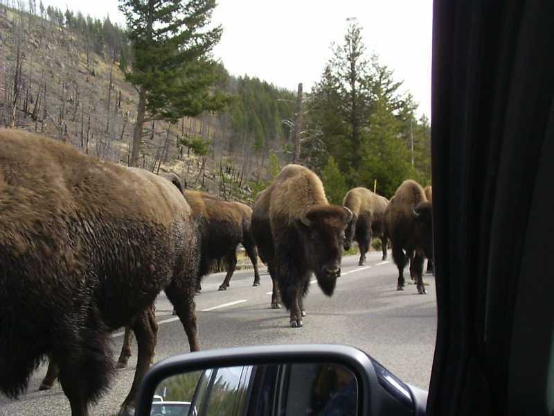 bisononroad.jpg